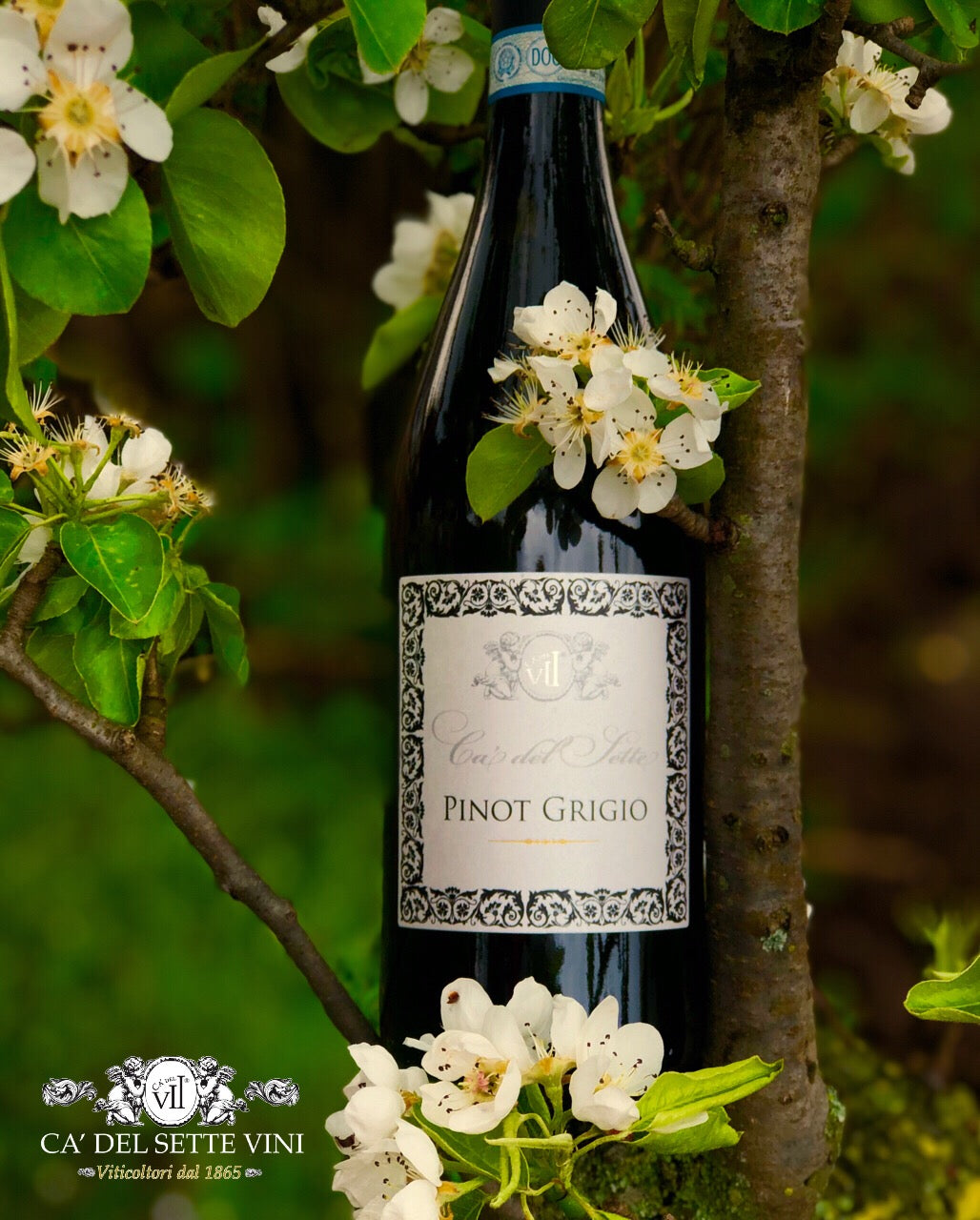 Pinot Grigio 2024 - Vinho Branco - Rótulo e detalhes da garrafa de vinho branco italiano Ca' del Sette