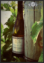 Ficha técnica do Pinot Grigio 2024 - Vinho Branco - vinho branco italiano com informações de safra e uvas