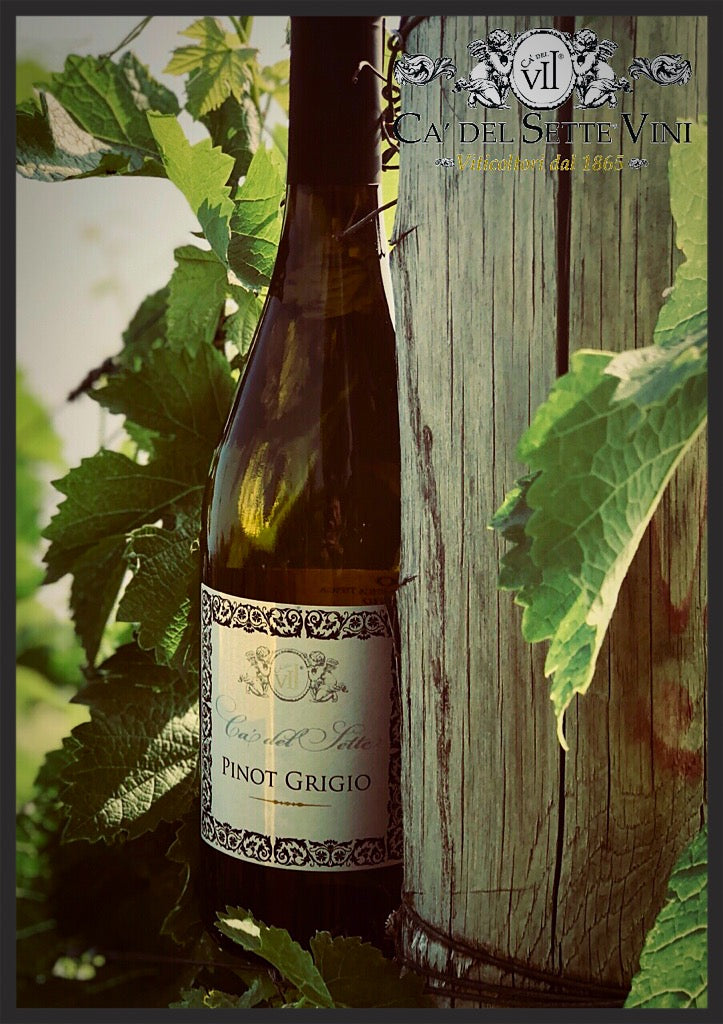 Ficha técnica do Pinot Grigio 2024 - Vinho Branco - vinho branco italiano com informações de safra e uvas