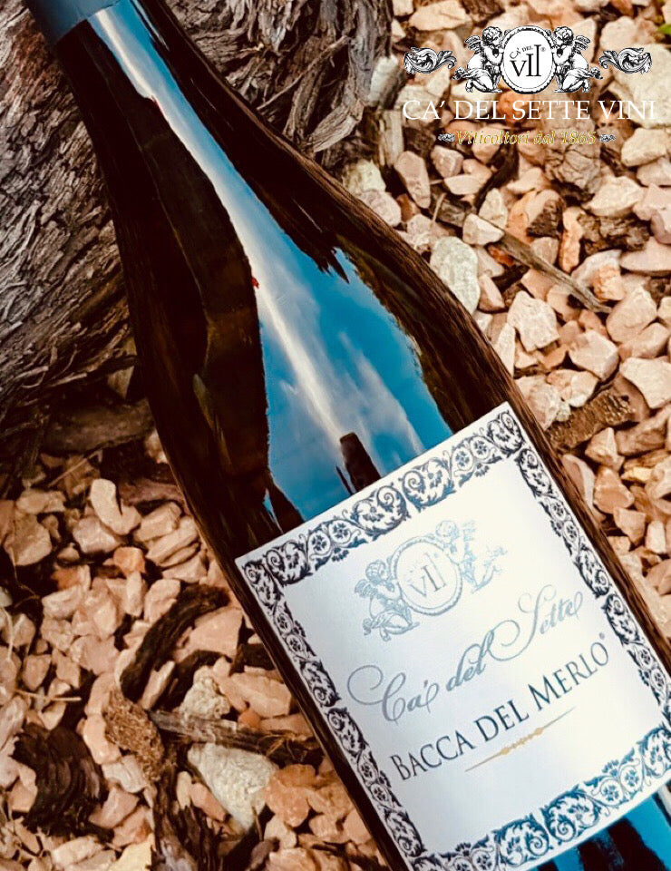 Rotulo do Bacca Del Merlo 2025 - Vinho Branco Ca del Sette