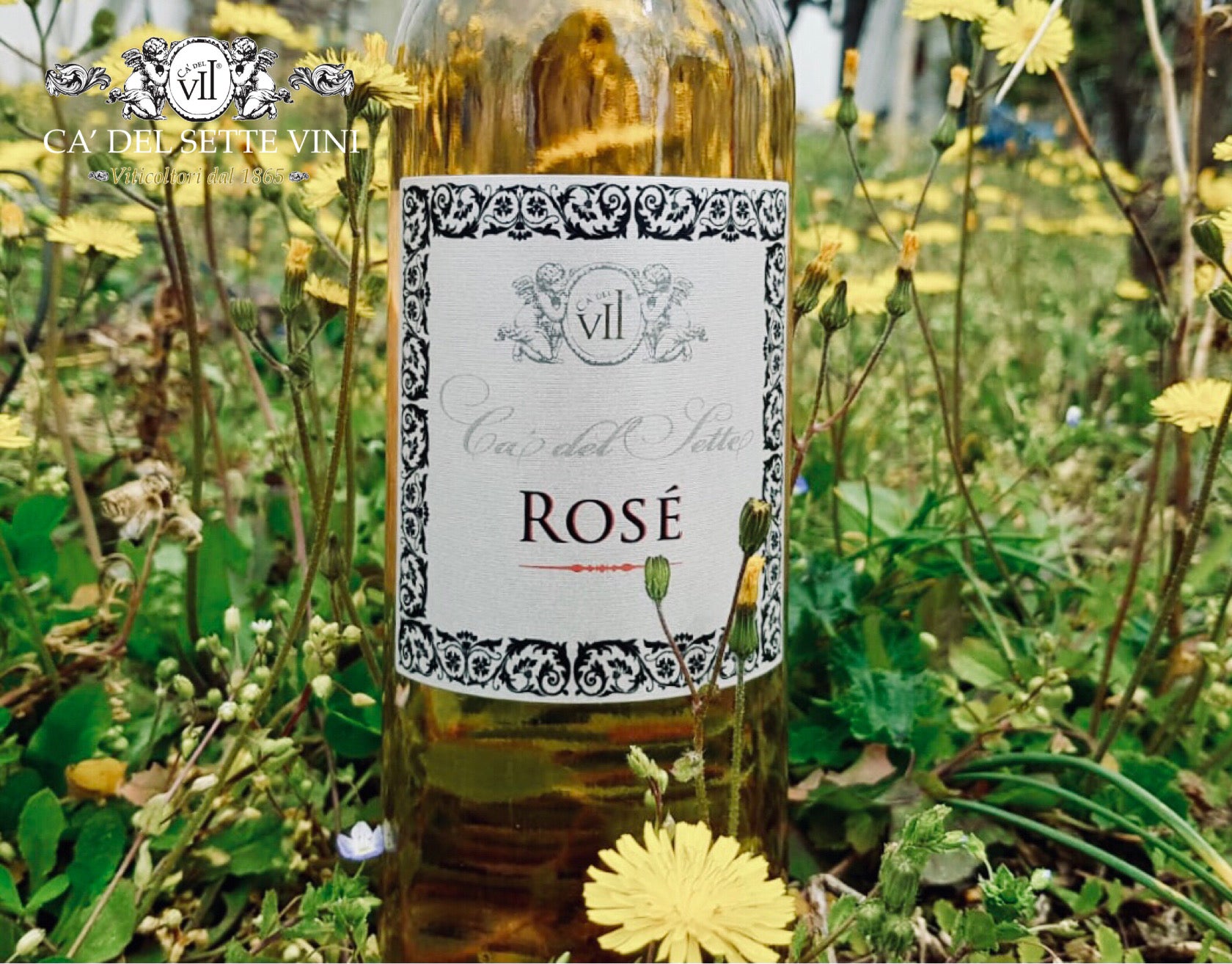 Rosato 2023 - Vinho Rosê - Rótulo e detalhes da garrafa de vinho rosé italiano Ca' del Sette